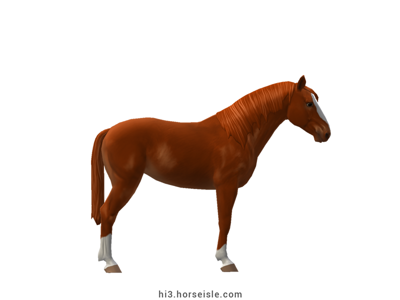 Stationbred Red Chestnut Coat (right view)